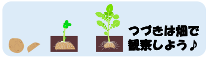 続きは畑で観察しよう♪