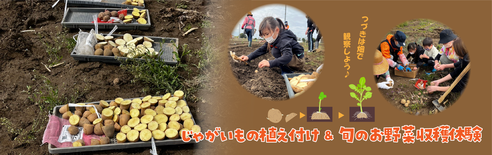 農園イベント　じゃがいもの植え付け