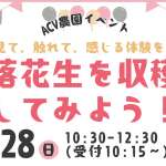 ACV農園2025年9月落花生を収穫してみよう！